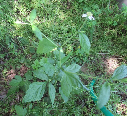 Geum canadense (white avens)