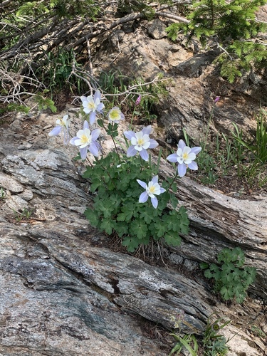 Aquilegia coerulea (blue columbine) (alternate view 4)