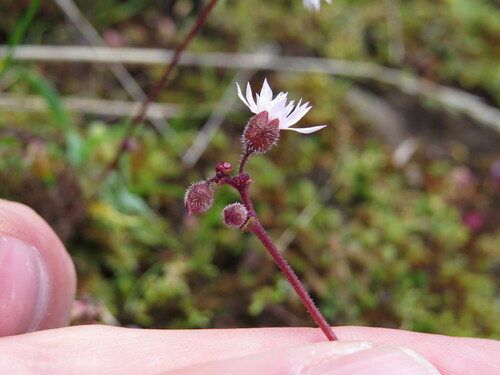 Lithophragma (woodland stars) (alternate view 2)