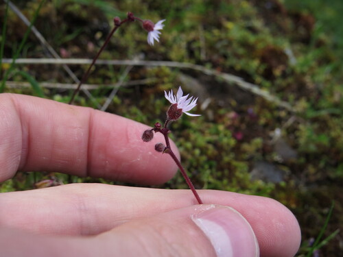 Lithophragma (woodland stars)