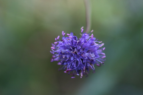 Succisa pratensis (Devil's-bit Scabious)