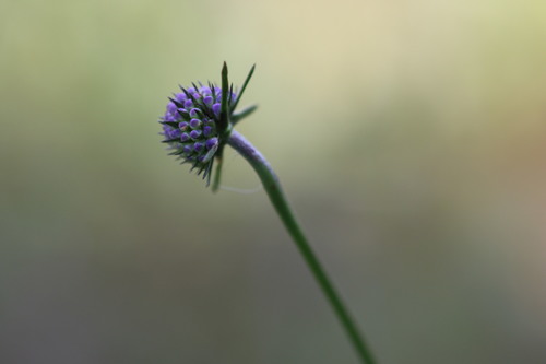 Succisa pratensis (Devil's-bit Scabious)