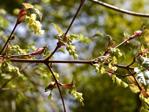 Acer crataegifolium (Hawthorn-leaved Maple) (alternate view 5)