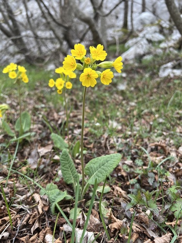 Primula veris (Cowslip)