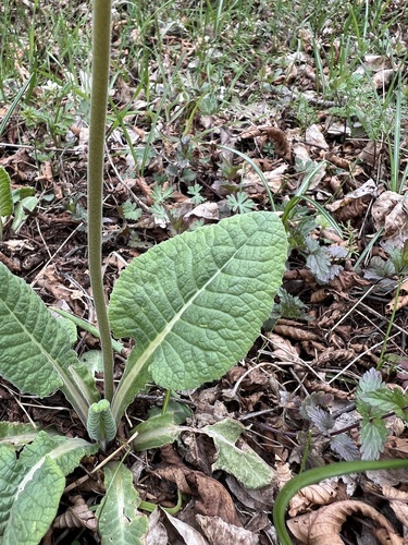 Primula veris (Cowslip)