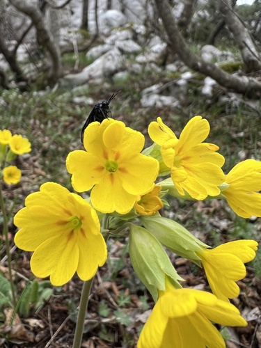 Primula veris (Cowslip)