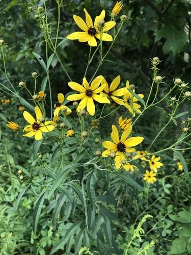 Coreopsis tripteris (Tall Coreopsis) (alternate view 5)