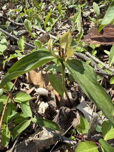 Trillium recurvatum (Prairie Trillium)