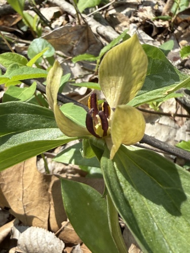 Trillium recurvatum (Prairie Trillium)