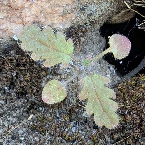 Phacelia parryi (Parry's phacelia) (alternate view 3)