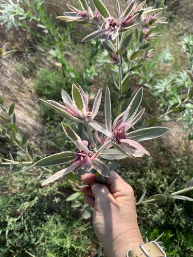 Euphorbia bicolor (snow-on-the-prairie) (alternate view 2)