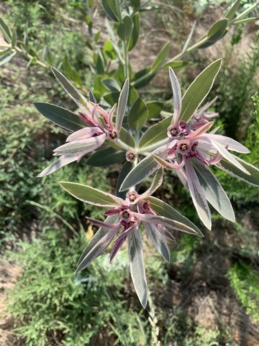 Euphorbia bicolor (snow-on-the-prairie)