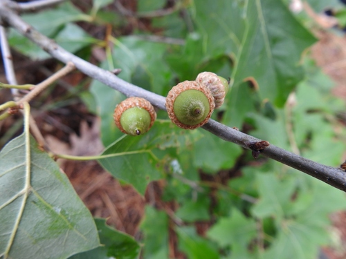 Quercus ilicifolia (bear oak) (alternate view 3)