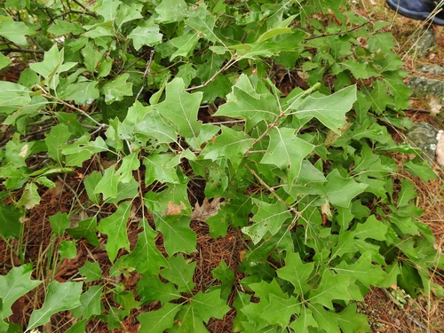 Quercus ilicifolia (bear oak) (alternate view 4)