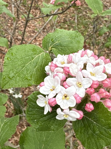 Viburnum × carlocephalum (fragrant snowball viburnum)