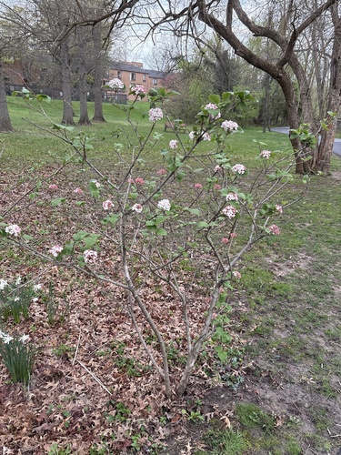 Viburnum × carlocephalum (fragrant snowball viburnum) (alternate view 2)