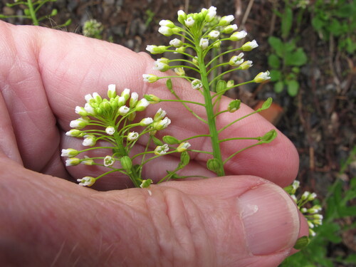 Mummenhoffia alliacea (garlic penny-cress) (alternate view 5)