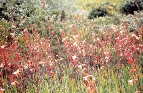 Watsonia meriana (Bulbil Bugle-lily)
