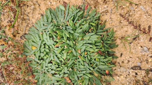 Plantago coronopus (Buck's-horn Plantain)