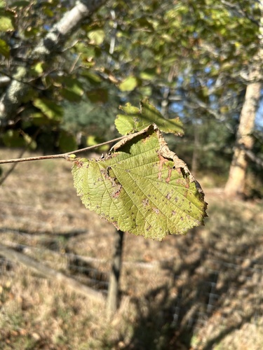 Corylus avellana (alternate view 8)