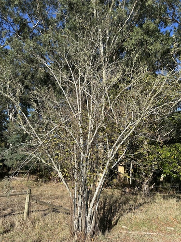 Corylus avellana (alternate view 9)