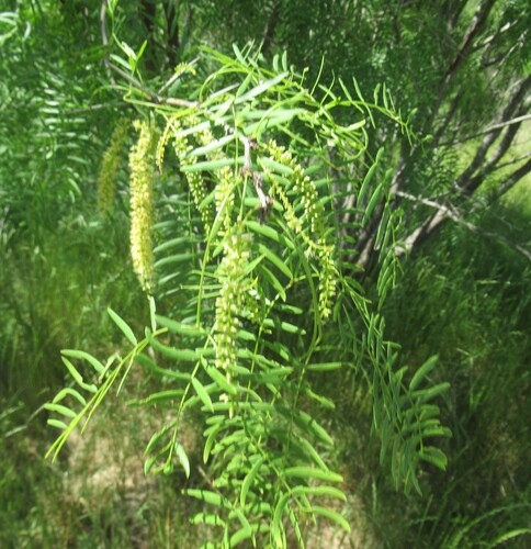 Neltuma glandulosa (honey mesquite)
