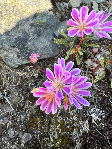 Lewisia cotyledon (lewisia) (alternate view 3)