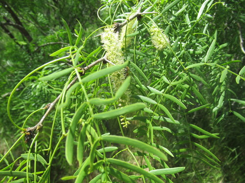 Neltuma glandulosa (honey mesquite)
