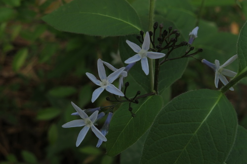 Amsonia (bluestars) (alternate view 6)