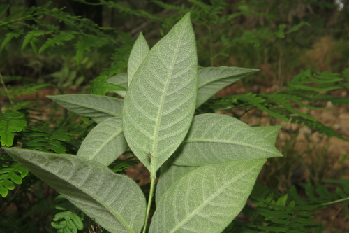 Amsonia (bluestars) (alternate view 8)