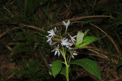 Amsonia (bluestars) (alternate view 5)