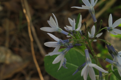 Amsonia (bluestars) (alternate view 7)