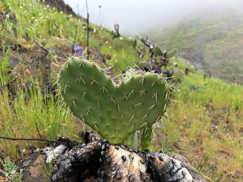 Opuntia littoralis (Coastal Pricklypear)