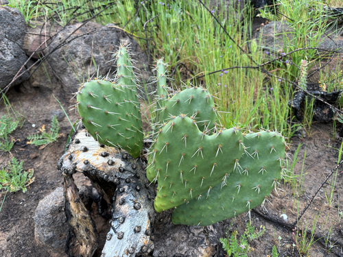 Opuntia littoralis (Coastal Pricklypear) (alternate view 2)