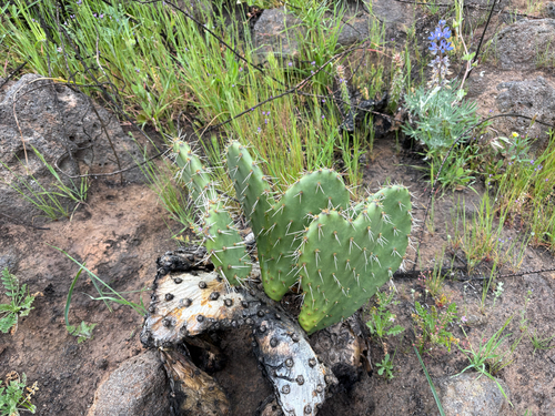 Opuntia littoralis (Coastal Pricklypear) (alternate view 3)