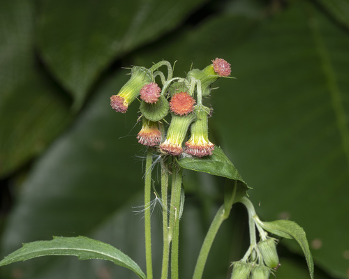 Crassocephalum crepidioides (redflower ragleaf) (alternate view 5)