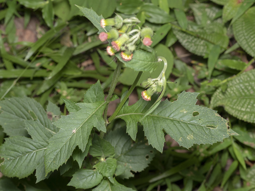 Crassocephalum crepidioides (redflower ragleaf) (alternate view 6)