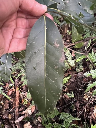 Cryptocarya microneura (murrogun) (alternate view 4)