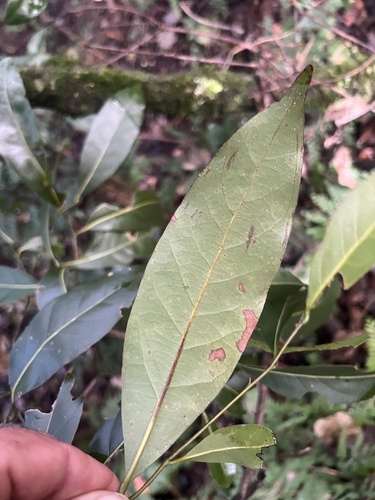 Cryptocarya microneura (murrogun) (alternate view 5)
