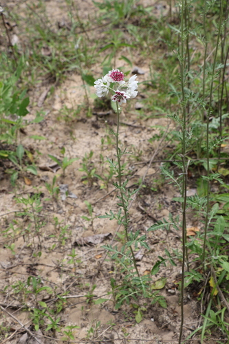Hymenopappus (Woollywhites) (alternate view 3)