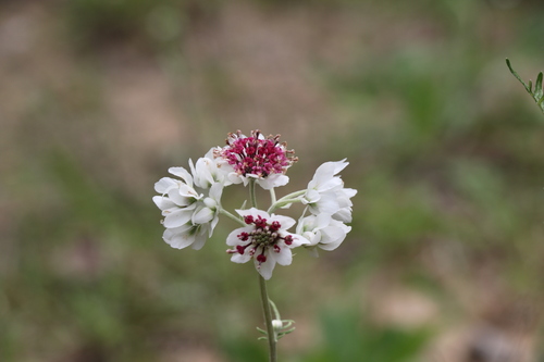 Hymenopappus (Woollywhites) (alternate view 2)