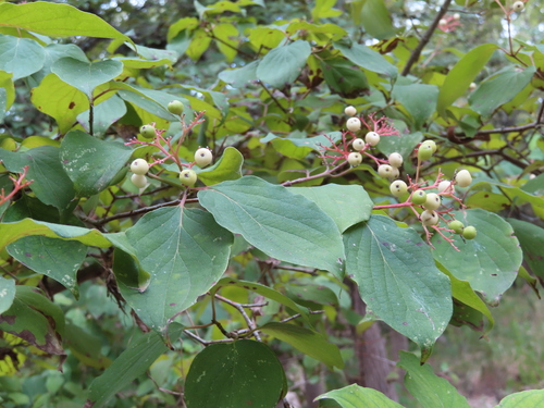 Cornus drummondii (roughleaf dogwood)