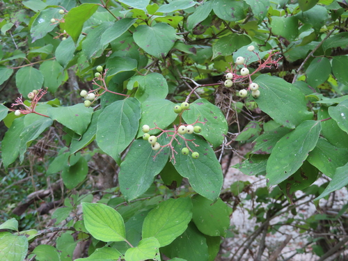 Cornus drummondii (roughleaf dogwood)