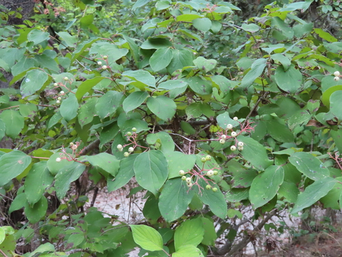 Cornus drummondii (roughleaf dogwood)