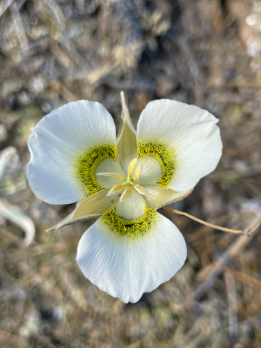 Calochortus gunnisonii (Gunnison's Mariposa Lily) (alternate view 2)