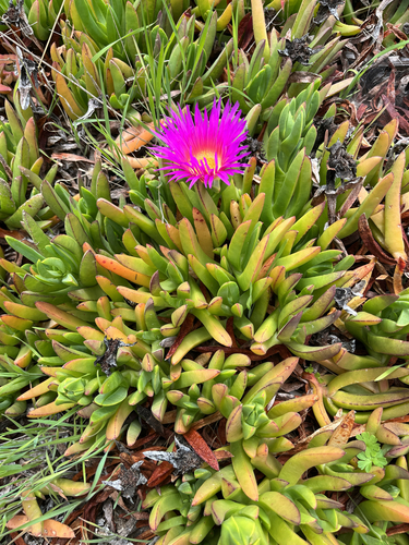 Carpobrotus chilensis (Chilean sea fig) (alternate view 3)