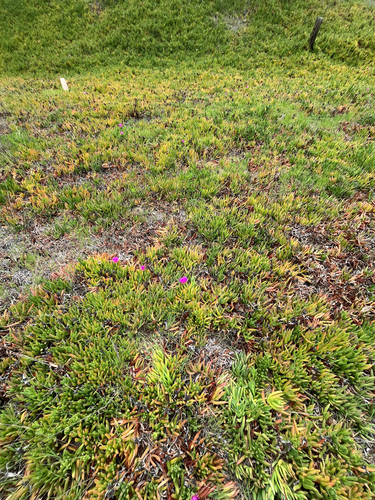 Carpobrotus chilensis (Chilean sea fig) (alternate view 4)