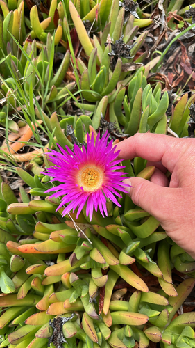 Carpobrotus chilensis (Chilean sea fig) (alternate view 2)