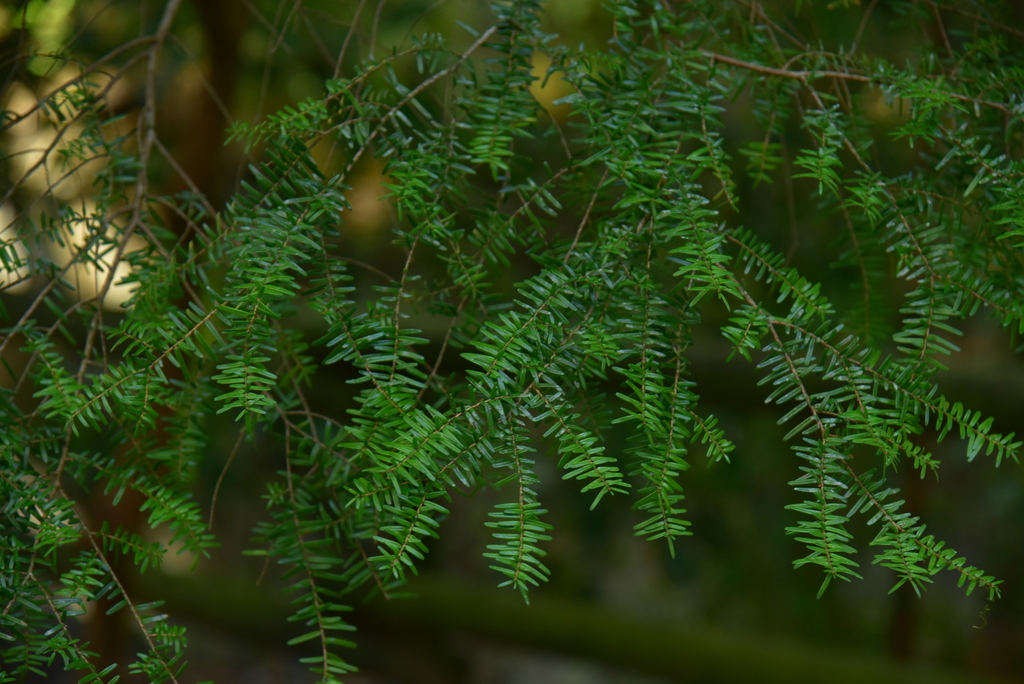 Tsuga sieboldii, Southern Japanese hemlock — upright evergreen (Pinaceae) (image 9 of 10)
