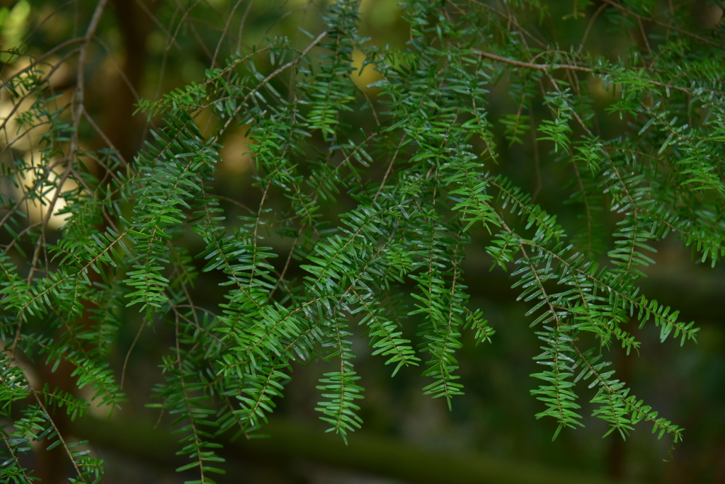 Tsuga sieboldii, Southern Japanese hemlock — upright evergreen (Pinaceae) (image 10 of 10)